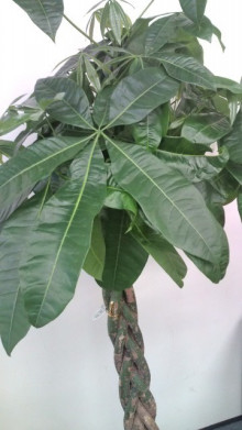 "0 style cafe" - 住宅コンシェルジュたちの日記 -